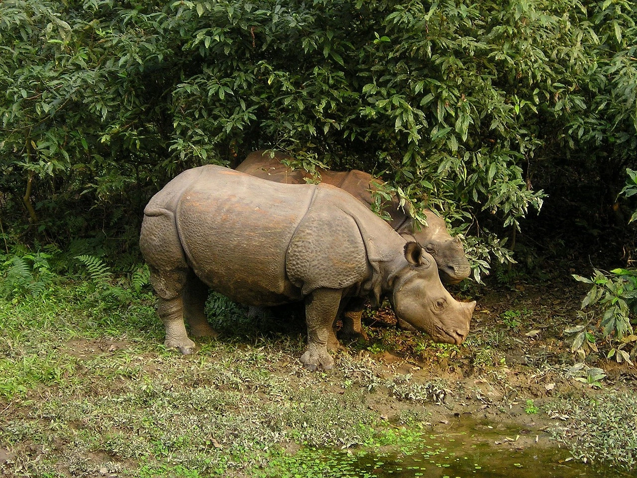 Places to visit in nepal | Chitwan